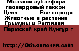 Малыши эублефара ( леопардовый геккон) › Цена ­ 1 500 - Все города Животные и растения » Грызуны и Рептилии   . Пермский край,Кунгур г.